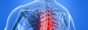 thorax